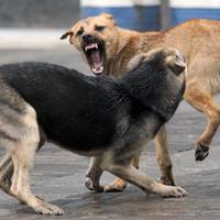 В Тернополі все частішають випадки нападів безпритульних собак