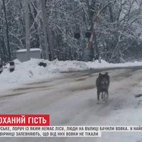 Селом Тернопільщини розгулює вовк та нападає на людей