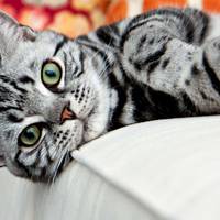 Як коти впливають на здоровя людини?