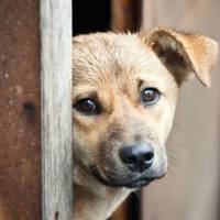 Житель Підволочиська отруйними кістками звів у могилу понад 25 собак