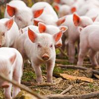 На Тернопільщині відмінили карантин щодо африканської чуми свиней