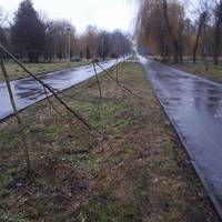 В парку Топільче вандали поламали катальпи, які нещодавно були висаджені