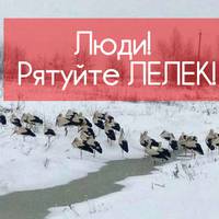 Лелеки в небезпеці: можуть загинути від холоду та голоду. Інструкція з порятунку