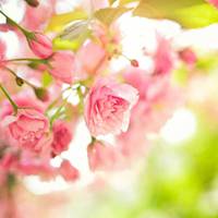 Коли тернополянам чекати справжнього весняного тепла