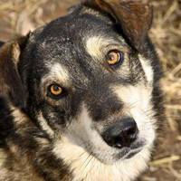 Громадська організація Ноїв ковчег через борги відмовилася брати безпритульних тварин