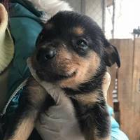 У Тернополі нелюди замотали живе цуценя скотчем та викинули у смітник