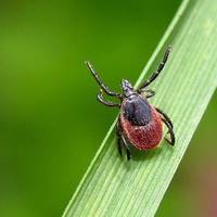 Що ні в якому разі не можна робити, якщо вкусив кліщ