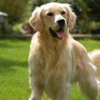 У 2018 році власники тварин можуть претендувати на отримання дотацій