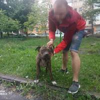 У Тернополі патрульні склали адмінпротокол на власника бійцівської собаки