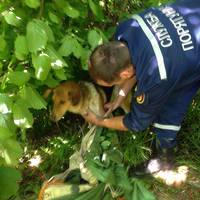 В с. Нестерівці рятувальники витягнули собаку із колодязя глибиною 15 метрів (ФОТО)