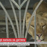 Хлопець, якого поранила левиця в Заліщиках, сам поліз до тварини, а його мама все знімала (ВІДЕО)