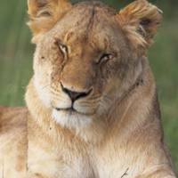 Після нападу левиці на школяра у Заліщицькому зоопарку побільшало відвідувачів