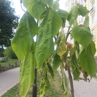 У Тернополі засихає найдовша в Україні катальпова алея (ФОТО)