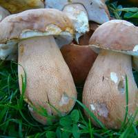 На Тернопільщині - перший врожай білих грибів (ФОТО)