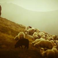 Часом досить трішки покори… Історія для роздумів…