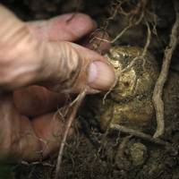 Тернополянин назбирав 2 кг дорогоцінних грибів (ФОТО)