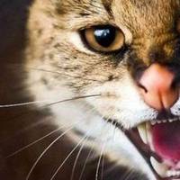 У Тернополі хвора на сказ кішка покусала власника: на чотирьох вулицях оголосили карантин