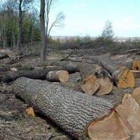 На Бучаччині зловмисники нарубали дерев на 14 тисяч гривень