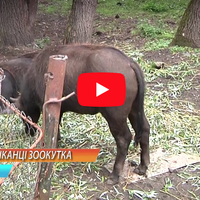 Нові тваринки з’явились у зоокутку, що в тернопільському парку “Топільче”