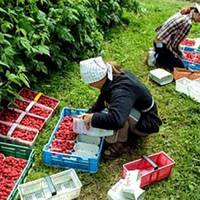 На Тернопільщині є можливість попрацювати сезонно