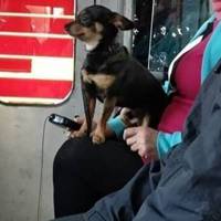 Тернополянина з собакою вигнали з тролейбуса