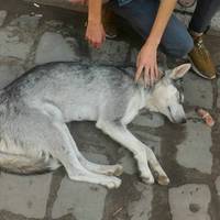 У Тернополі господар викинув на вулицю хаскі