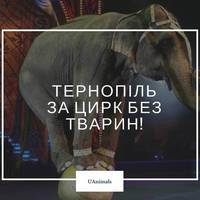 У Тернополі заборонили виступи пересувних цирків із тваринами