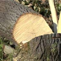 На Монастирищині дерево вбило чоловіка