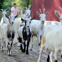 На Тернопільщині пройде рекордний парад кіз