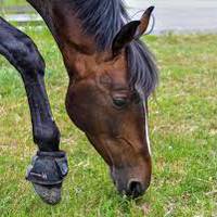 На Бучаччині кінь затоптав свого господаря