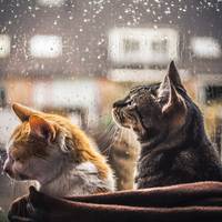 На зміну спеці на Тернопільщину прийдуть грози і шквальний вітер