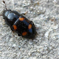 На Кременеччині жителів  лякають дивні жуки, які з городу лізуть до хати