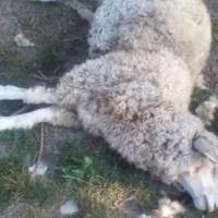 Вампіри на Тернопільщині: невідома істота випила кров з восьми овець і не торкнулася м'яса (ВІДЕО)