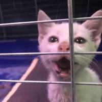 Житель села Біла нестиме відповідальність за фактом жорстокого поводження з тваринами