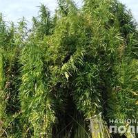 На Теребовлянщині виявили рекордний посів коноплі (ФОТО)