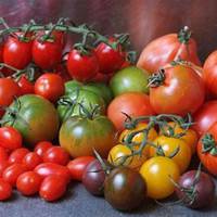 Ні оцту, ні солі, ні води: свіжі помідори до зими!