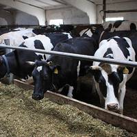 Тернопільська родина повернулася з Італії, щоб відкрити бізнес в Україні