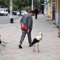 У Скалаті поранений лелека прилетів до людей (ФОТО)