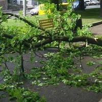 На Тернопільщині величезна гілка впала на дитину