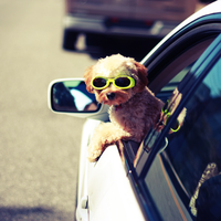 Тернополянка розповіла про життя собак, яким можуть позаздрити люди