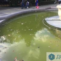 У занедбаних фонтанах у центрі Тернополя позеленіла вода. Фото