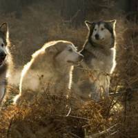 На Тернопільщині селяни налякані зграєю вовків (Відео)