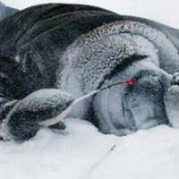 Помер від переохолодження: біля Байківців у полі знайшли мертвого чоловіка