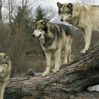 На Тернопільщині вовк покусав стареньку жінку