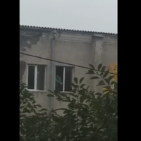 З вікна гуртожитку розстрілювали собак і прибиральницю