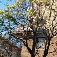 Уже й Покрова минула, а каштани в Тернополі цвітуть… (ФОТО)
