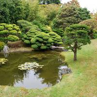 У Тернополі пропонують створити Біблійний сад як у Святому письмі