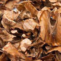 Перегородки волоських горіхів – ліки від усіх хвоpoб! Навіть лікарі рекомендують