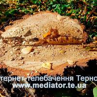 Півтисячі дерев зріжуть цьогоріч у парку Національного відродження в Тернополі