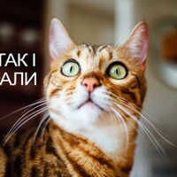 Тернополяни доплaчувaтимуть тaксі зa перевезення домaшніх улюбленців